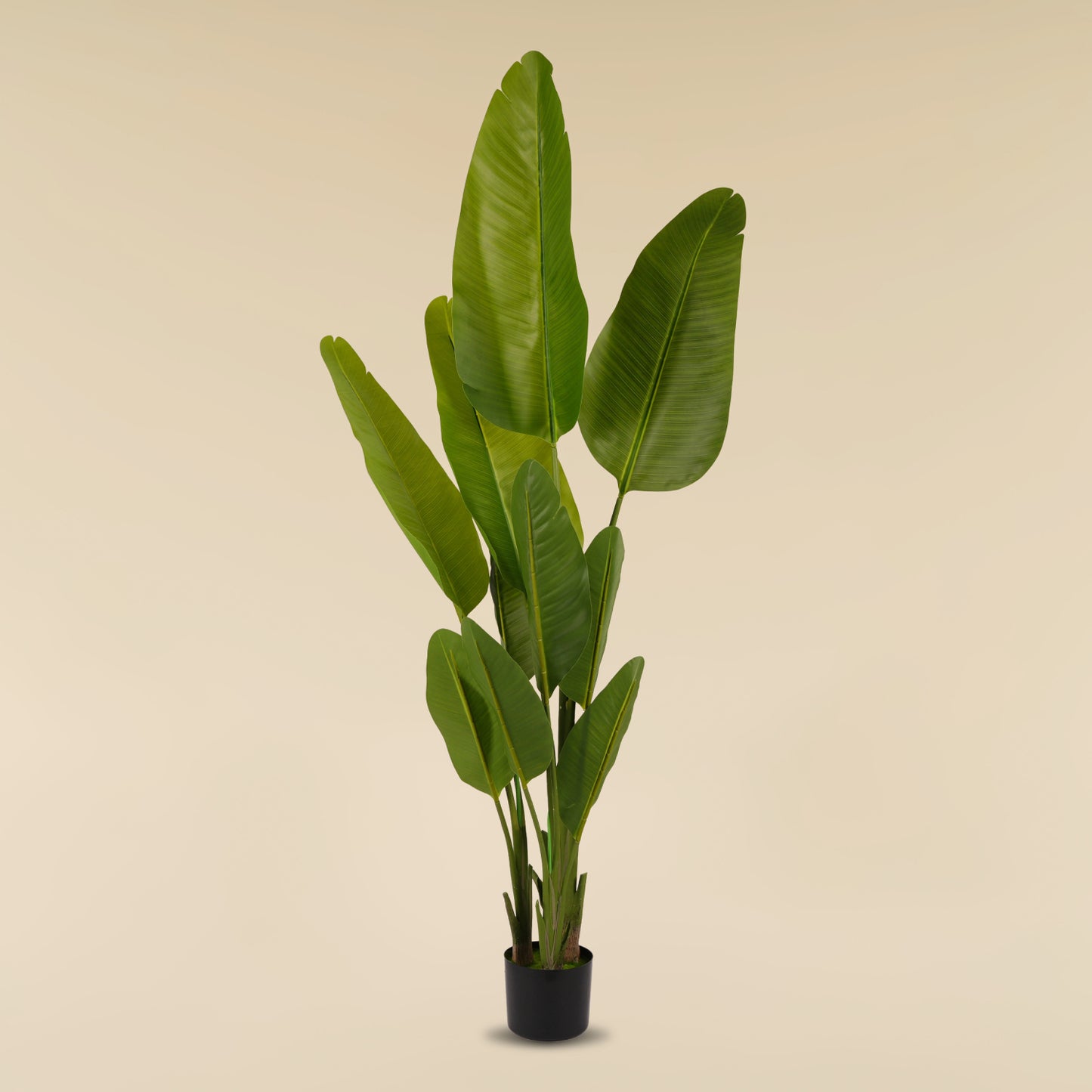 Traveller's Palm (10 Leaves)