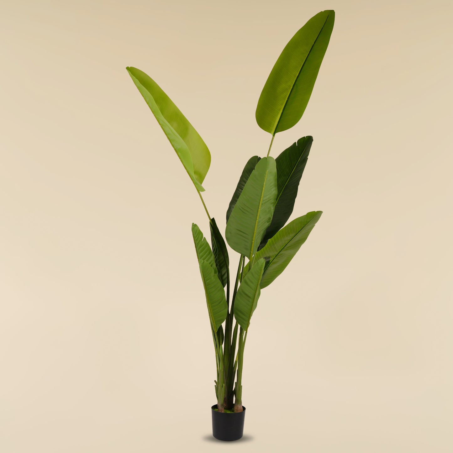 Traveller's Palm (11 Leaves)