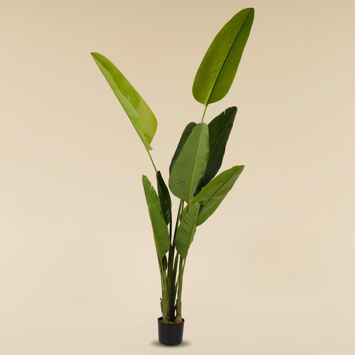 Traveller's Palm (12 Leaves)