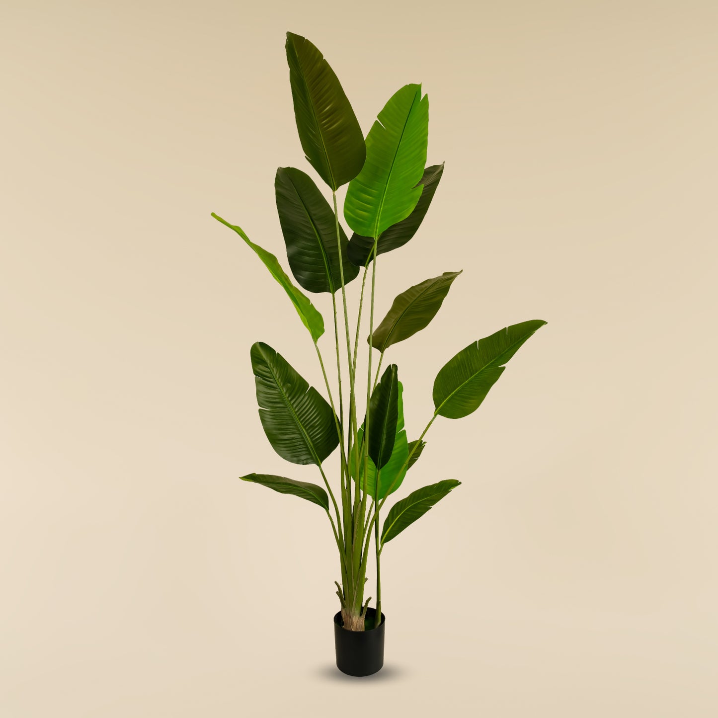 Traveller's Palm (13 Leaves)