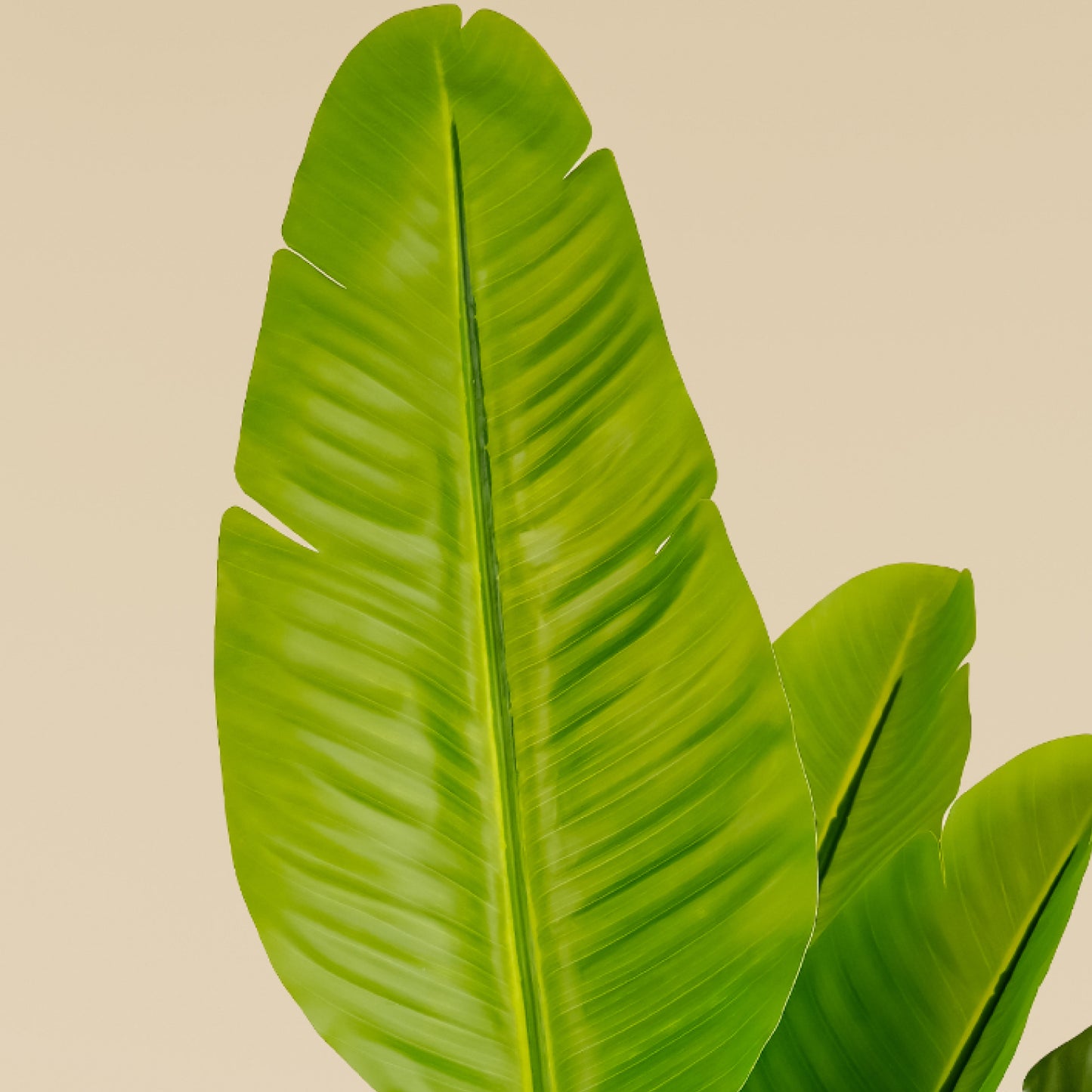 Traveller's Palm (9 Leaves)