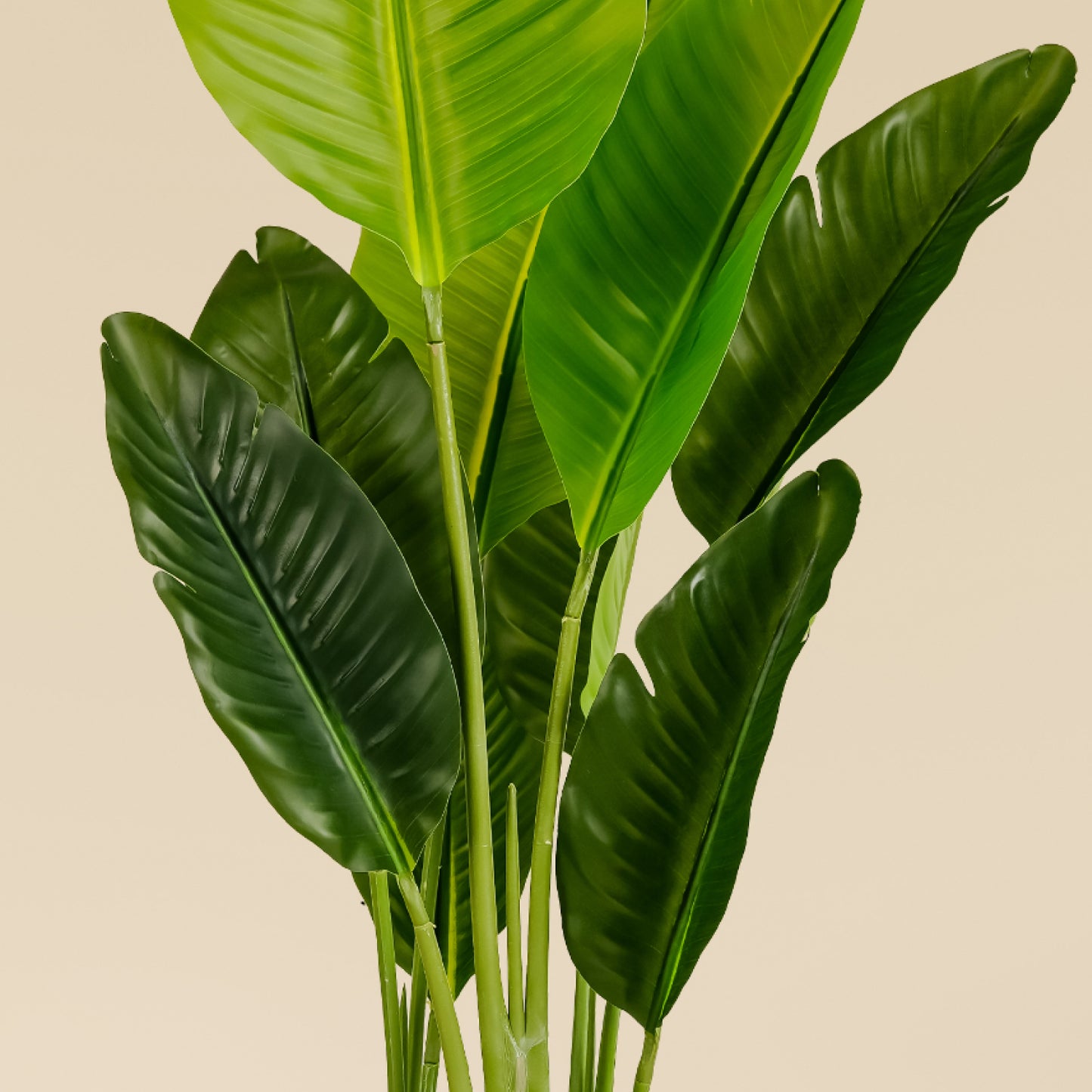 Traveller's Palm (9 Leaves)