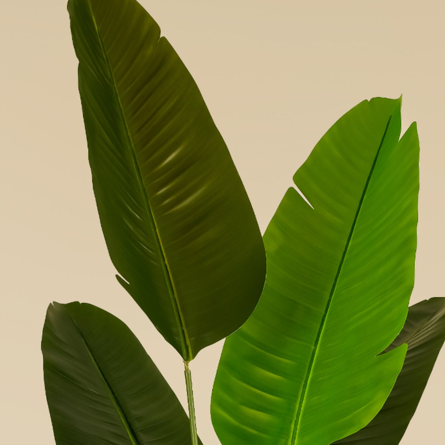 Traveller's Palm (13 Leaves)