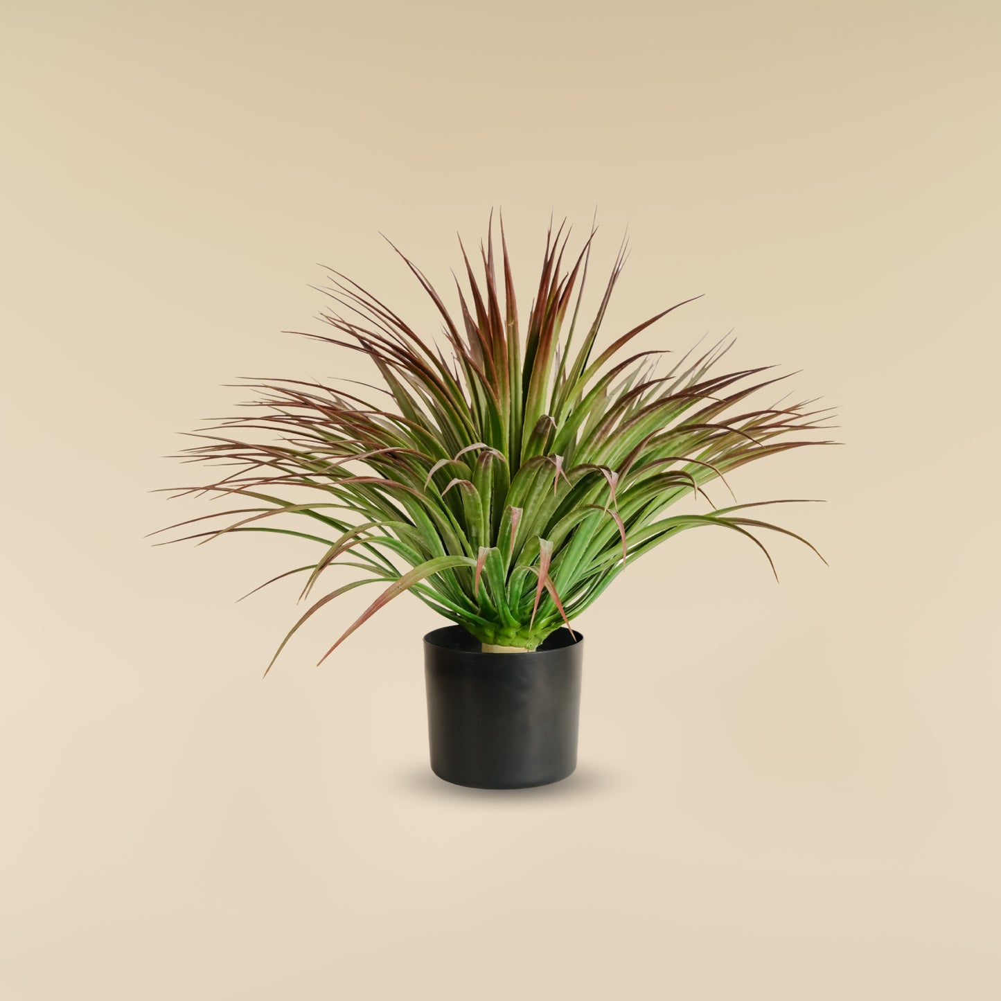 White Yucca Plant (170 Leaves)