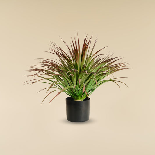 White Yucca Plant (170 Leaves)