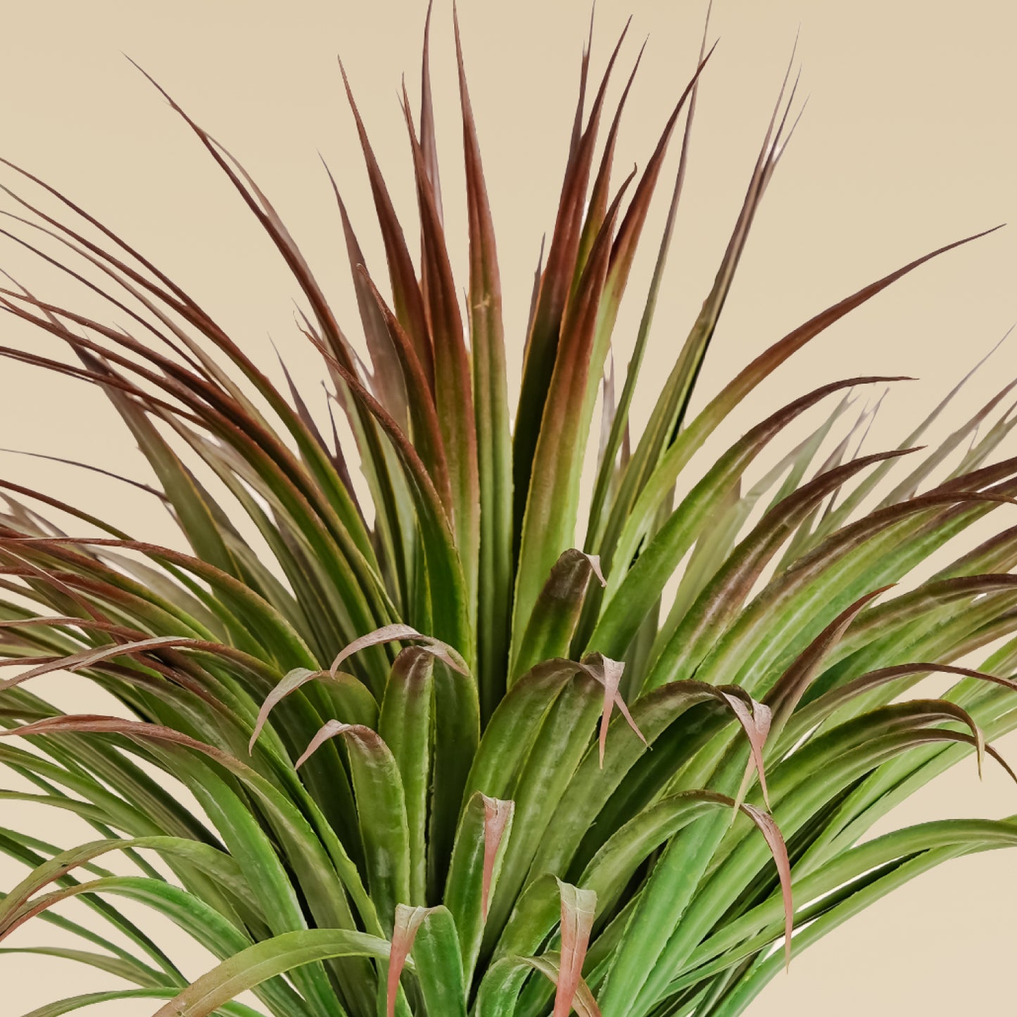 White Yucca Plant (170 Leaves)