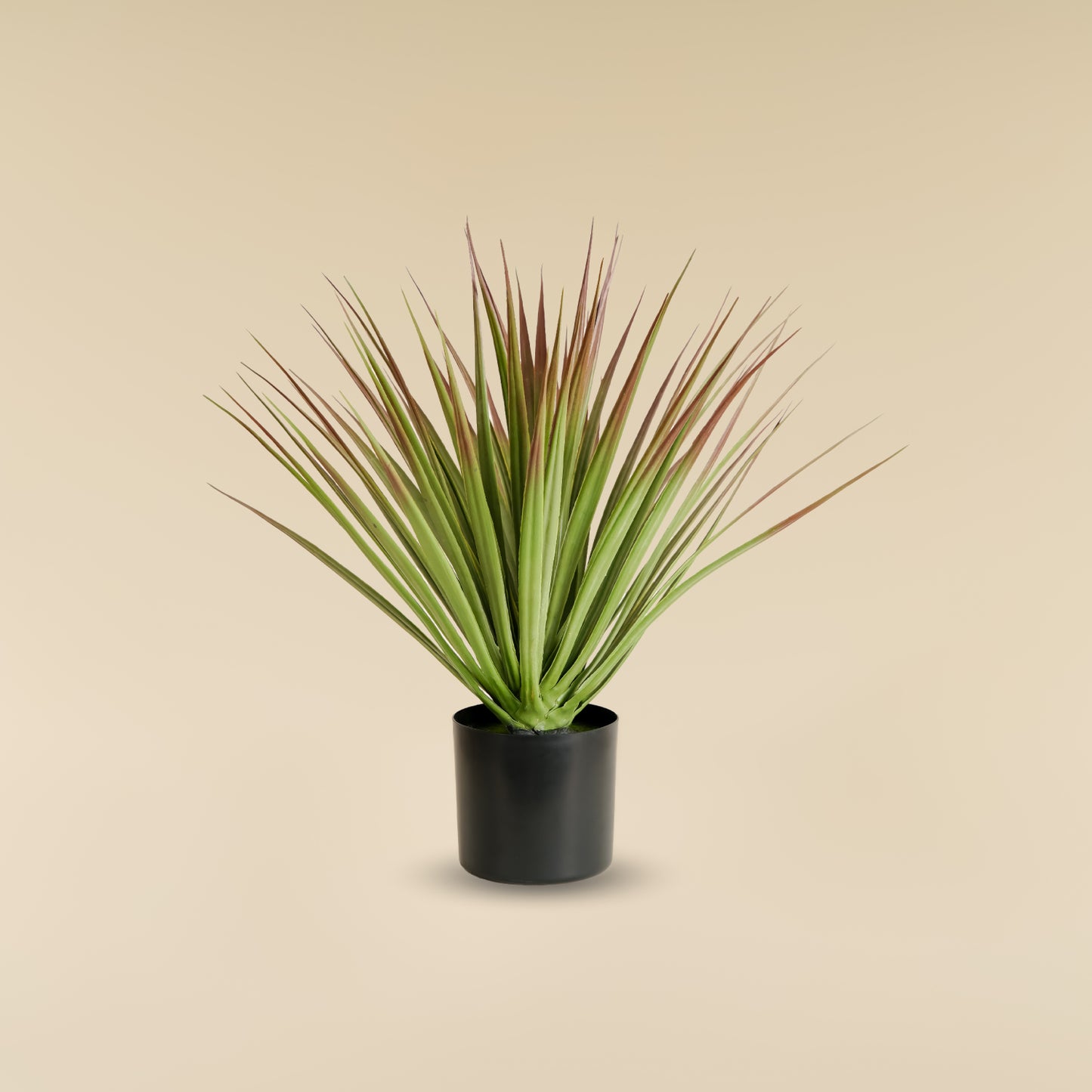 White Yucca Plant (70 Leaves)