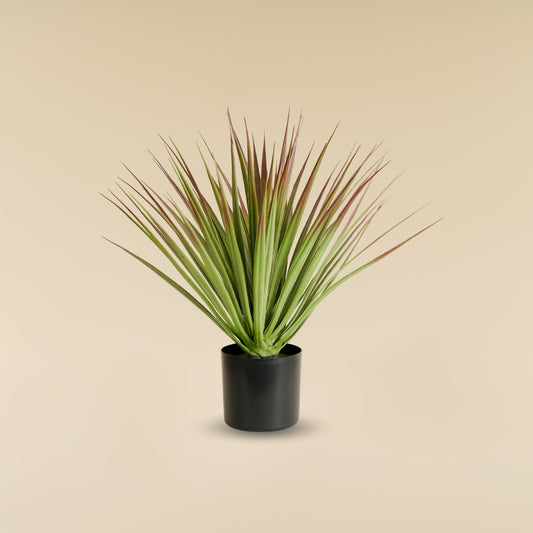 White Yucca Plant (70 Leaves)