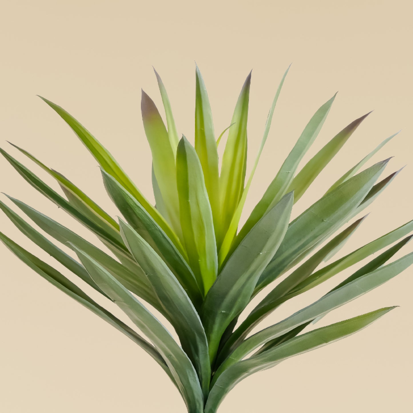 Yucca Elephantipes  2.6 feet