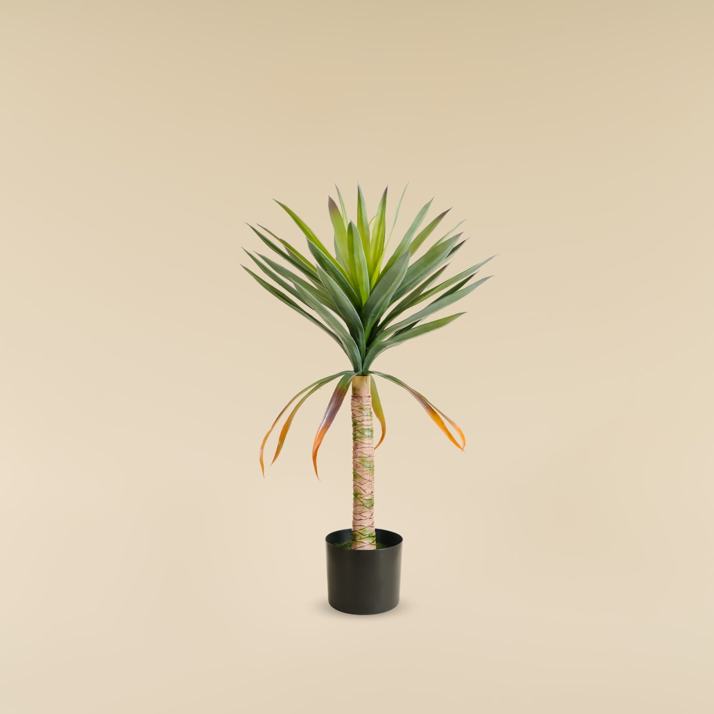 Yucca Elephantipes  2.6 feet