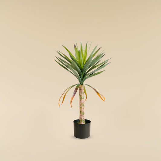Yucca Elephantipes  2.6 feet