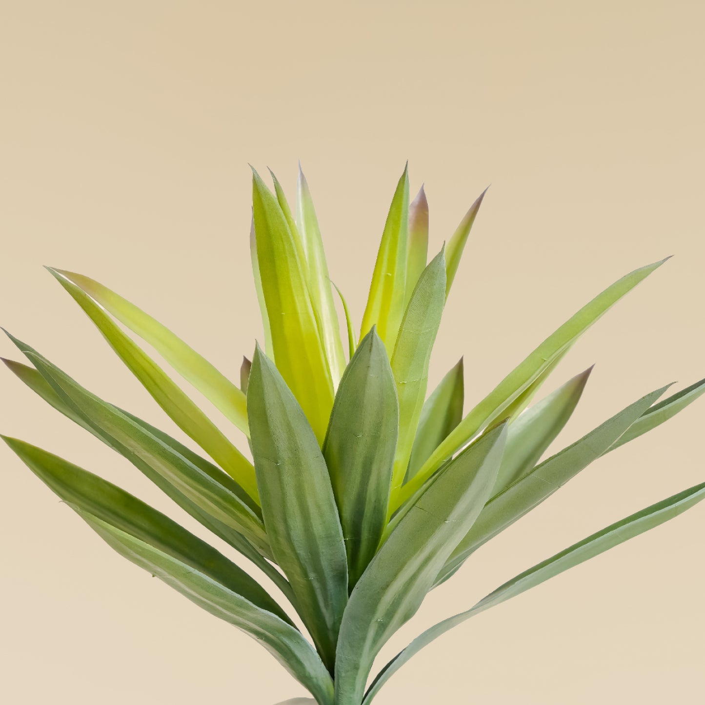 Yucca Elephantipes  1.85 feet