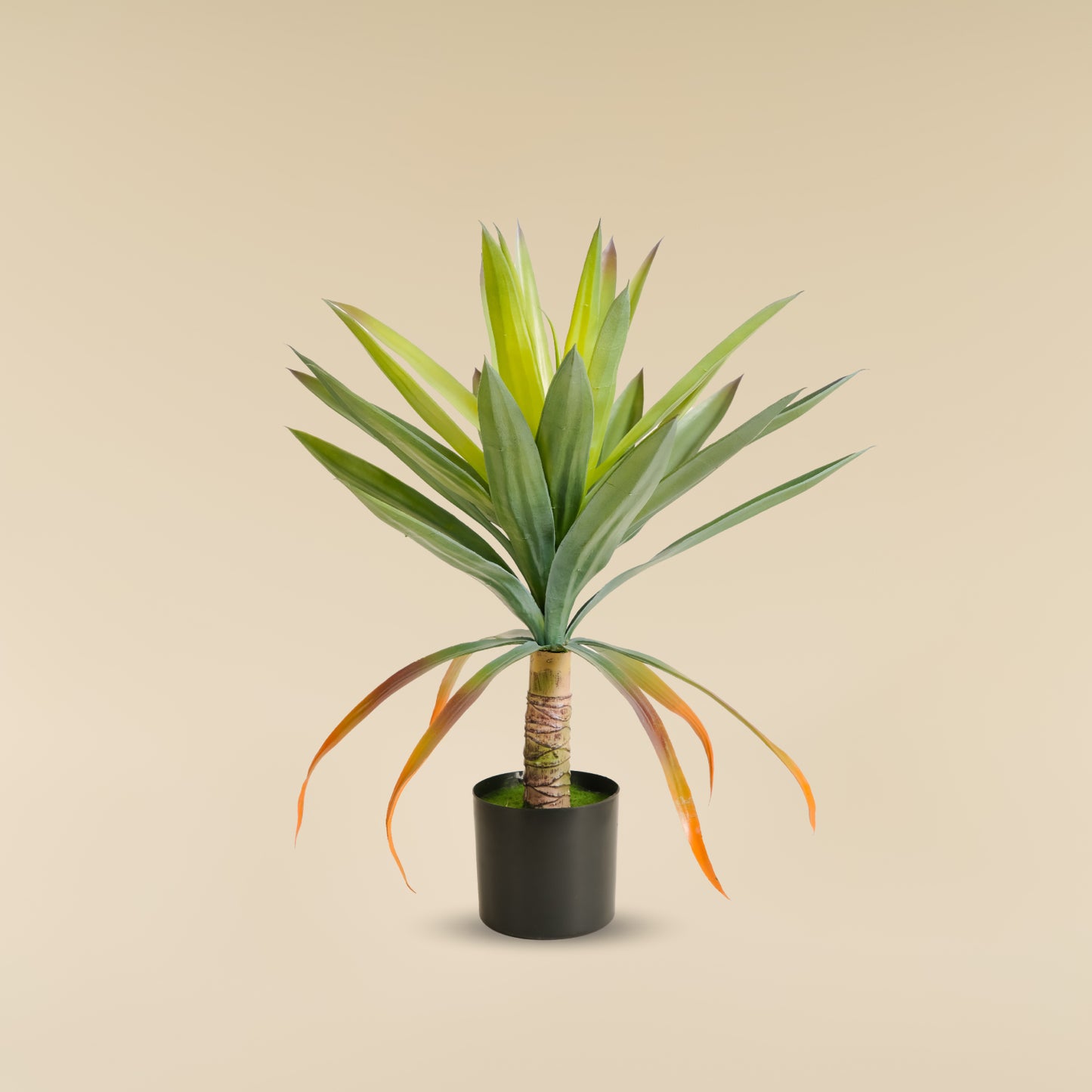 Yucca Elephantipes  1.85 feet
