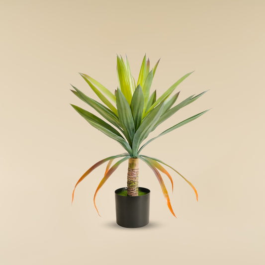 Yucca Elephantipes  1.85 feet